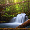 Enchanted Forest by Darren White Enchanted Forest by Darren White