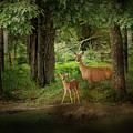 Enchanted Forest Deer Print Photograph by Gwen Gibson Enchanted Forest Deer Print Photograph by Gwen Gibson