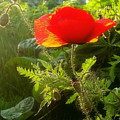 Red Poppy at Sunset Photograph by Amanda Smith Red Poppy at Sunset Photograph by Amanda Smith