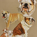 English Bulldog by Barbara Keith English Bulldog by Barbara Keith