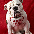 English Bulldog by Garry Gay English Bulldog by Garry Gay