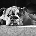 English Bulldog Photograph by M E Browning and Photo Researchers English Bulldog Photograph by M E Browning and Photo Researchers