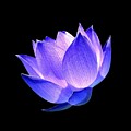 Enlightened Photograph by Jacky Gerritsen Enlightened Photograph by Jacky Gerritsen