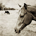 Equine Guardian by Toni Hopper