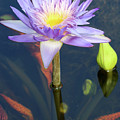 Essence of the Water Lily Photograph by Mary Anne Delgado Essence of the Water Lily Photograph by Mary Anne Delgado