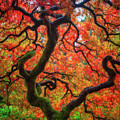 Ethereal Tree Alive Photograph by Darren White Ethereal Tree Alive Photograph by Darren White