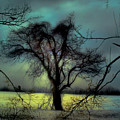 Ethereal Trees by Gothicrow Images Ethereal Trees by Gothicrow Images