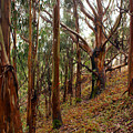 Eucalyptus Grove in California Photograph by Ben Upham III Eucalyptus Grove in California Photograph by Ben Upham III