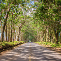 Eucalyptus Tree Tunnel - Kauai Hawaii Photograph by Brian Harig Eucalyptus Tree Tunnel - Kauai Hawaii Photograph by Brian Harig