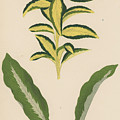 Euonymus Japonica Aurea Variegata, Maranta Micans by English School Euonymus Japonica Aurea Variegata, Maranta Micans by English School