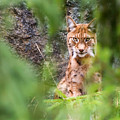Eurasian lynx Photograph by Torbjorn Swenelius Eurasian lynx Photograph by Torbjorn Swenelius