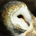 European Barn Owl Photograph by Holly Ross European Barn Owl Photograph by Holly Ross