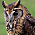 Eurasian Striped Owl Photograph by Stephen Melia Eurasian Striped Owl Photograph by Stephen Melia