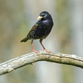 European Starling Photograph by Holden The Moment European Starling Photograph by Holden The Moment