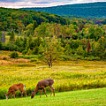 Evening In The Valley 2 by Steve Harrington Evening In The Valley 2 by Steve Harrington
