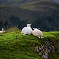 Ewe and Me Photograph by Rob Davies Ewe and Me Photograph by Rob Davies