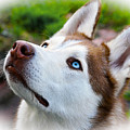 Expressive Siberian Husky Photo C62017 Digital Art by Mas Art Studio Expressive Siberian Husky Photo C62017 Digital Art by Mas Art Studio