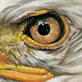 Bald Eagle Gaze by Barbara Keith Bald Eagle Gaze by Barbara Keith