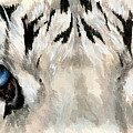 Royal White Tiger Gaze by Barbara Keith Royal White Tiger Gaze by Barbara Keith