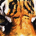Sumatran Tiger Glare by Barbara Keith Sumatran Tiger Glare by Barbara Keith