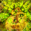 Face of Fall by Seth Weaver Face of Fall by Seth Weaver