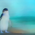 Fairy Penguin Western Australia by Michelle Wrighton