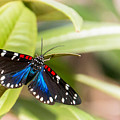 Faithful Beauty Photograph by Amanda Mohler Faithful Beauty Photograph by Amanda Mohler