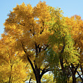 Fall Colors by Frank Madia Fall Colors by Frank Madia