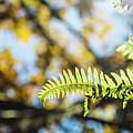 Fall Ferns 3 Photograph by Pelo Blanco Photo Fall Ferns 3 Photograph by Pelo Blanco Photo