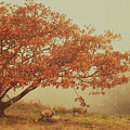 Fall Fox by Carrie Ann Grippo-Pike Fall Fox by Carrie Ann Grippo-Pike