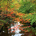 Fall is in the Air Photograph by Rafael Salazar Fall is in the Air Photograph by Rafael Salazar