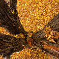 Fall Photograph by James BO Insogna Fall Photograph by James BO Insogna