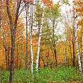 Fall Living Portrait Photograph by Gwen Gibson Fall Living Portrait Photograph by Gwen Gibson