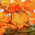 Fall Maple Leaf Photograph by Joe Shrader Fall Maple Leaf Photograph by Joe Shrader