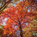 Fall Red Photograph by Joe Shrader Fall Red Photograph by Joe Shrader