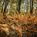 Fall Rust Photograph by Joe Shrader Fall Rust Photograph by Joe Shrader