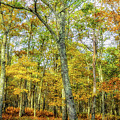 Fall Yellow Photograph by Joe Shrader Fall Yellow Photograph by Joe Shrader
