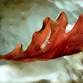 Fallen Leaf by Linda Sannuti Fallen Leaf by Linda Sannuti