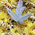 Fallen leaf on mums Photograph by Steve Karol Fallen leaf on mums Photograph by Steve Karol