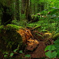 Fallen Trunk by Charleen Treasures Fallen Trunk by Charleen Treasures