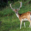 Fallow Deer Buck Photograph by Torbjorn Swenelius Fallow Deer Buck Photograph by Torbjorn Swenelius