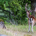 Fallow deer Photograph by Torbjorn Swenelius Fallow deer Photograph by Torbjorn Swenelius