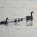Family of Canada Geese on the Ohio River Photograph by Holden The Moment Family of Canada Geese on the Ohio River Photograph by Holden The Moment