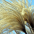Fantail Plume Photograph by Jennifer Robin Fantail Plume Photograph by Jennifer Robin