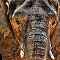 Fearless Photograph by Janet Fikar Fearless Photograph by Janet Fikar