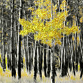 Feathered Aspen Photograph by Peggy Dietz Feathered Aspen Photograph by Peggy Dietz