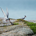 Feeding flying Photograph by Torbjorn Swenelius Feeding flying Photograph by Torbjorn Swenelius