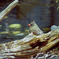 Female Cardinal by Michael Peychich Female Cardinal by Michael Peychich