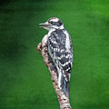 Female Downy Woodpecker Photograph by Cathy Kovarik Female Downy Woodpecker Photograph by Cathy Kovarik