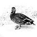 Female Mallard Duck in Black and White 1 Photograph by Angie Tirado Female Mallard Duck in Black and White 1 Photograph by Angie Tirado